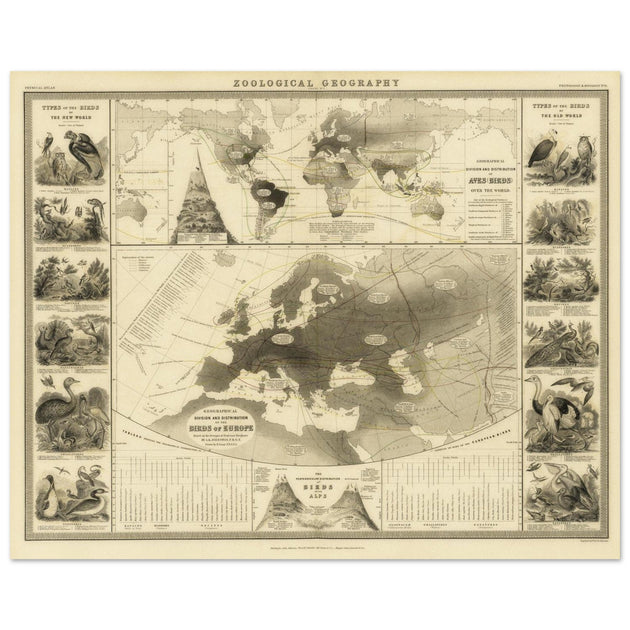 Birds in Europe illustrated vintage old map by Alexander Keith Johnston