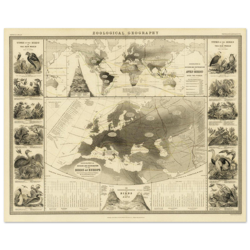 Birds in Europe illustrated vintage old map by Alexander Keith Johnston