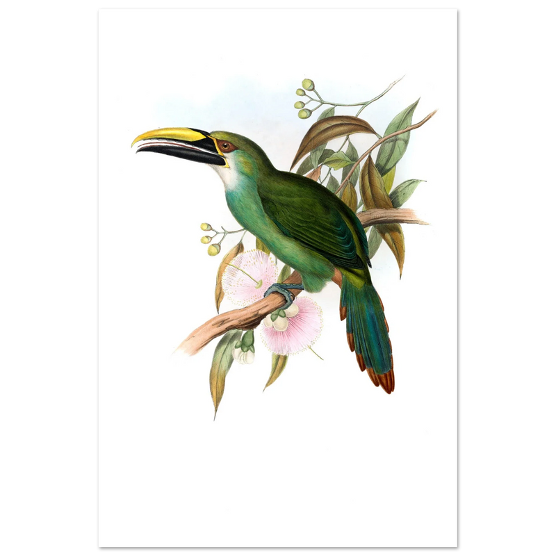Art print / canvas of vintage green toucan by John Gould XIX Century. Antique bird painting