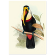 Toucan by John Gould XIX Century. Antique bird painting