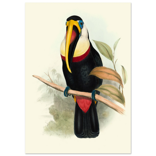 Toucan by John Gould XIX Century. Antique bird painting