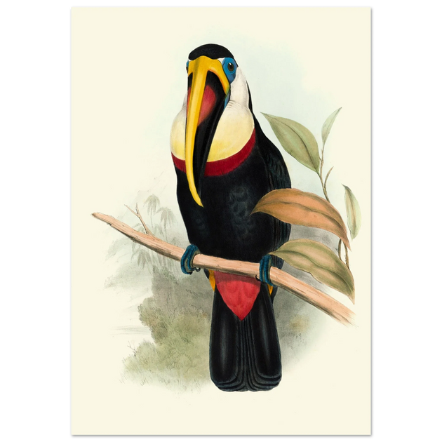 Toucan by John Gould XIX Century. Antique bird painting