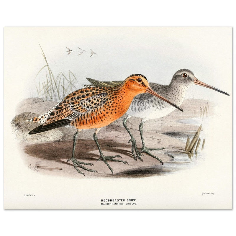 Redbreasted snipe birds. Vintage bird print.   XIX beautiful illustration of asian birds collection.