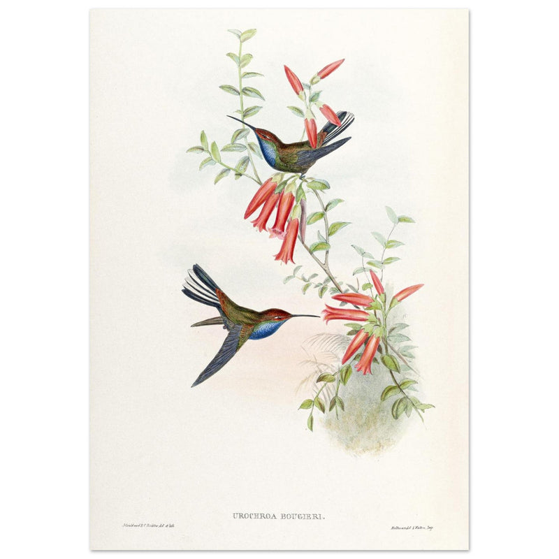 Hummingbirds  by John Gould XIX century . A Monograph of the Trochilidae.