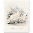Willow and Rock Ptarmigan birds. Vintage bird print.   XIX beautiful illustration of european birds collection.