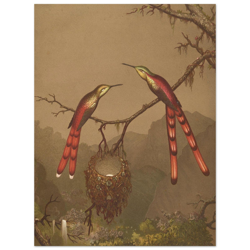 Brazilian Hummingbirds I by Martin Johnson Heade