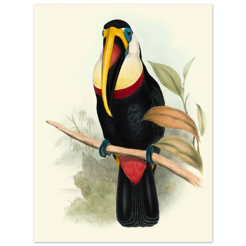 Toucan by John Gould XIX Century. Antique bird painting