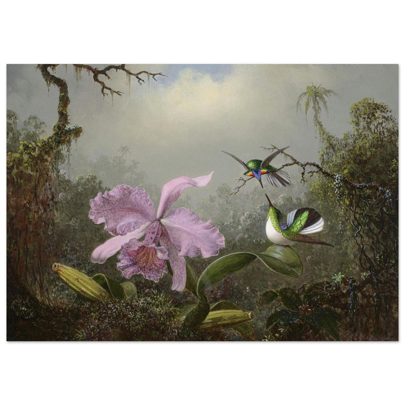 Cattleya Orchid with Two Brazilian Hummingbirds by Martin Johnson Heade