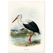 White stork. Vintage bird print .   XIX beautiful illustration of european birds collection.