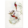 Hummingbirds  by John Gould XIX century . A Monograph of the Trochilidae. 4884