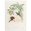 Hummingbirds  by John Gould XIX century . A Monograph of the Trochilidae. 4906