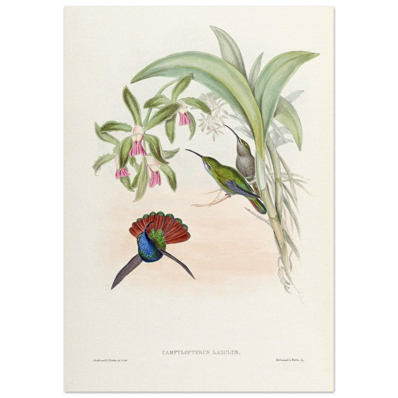 Hummingbirds  by John Gould XIX century . A Monograph of the Trochilidae. 4906