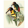 Art print of beautiful vintage toucans birds by John Gould XIX Century.