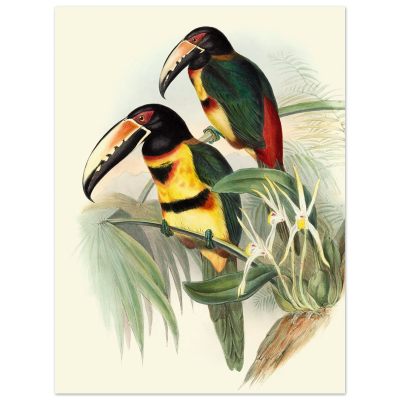 Art print of beautiful vintage toucans birds by John Gould XIX Century.