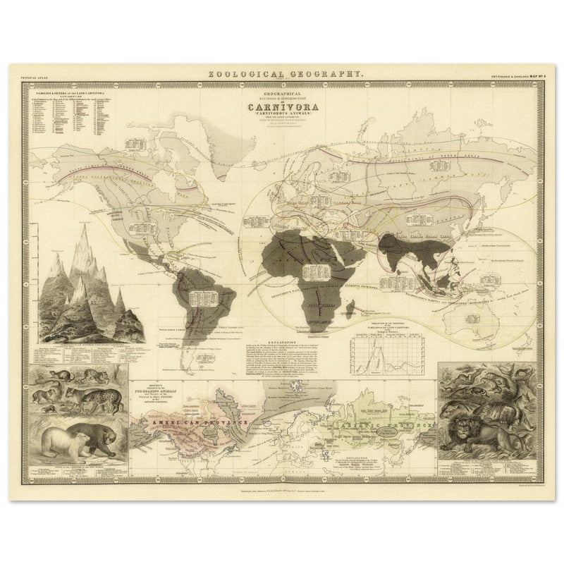 Carnivore animals distribution vintage map . World map print by Alexander Keith Johnston