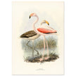 Flamingoes . Vintage bird print .   XIX beautiful illustration of european birds collection.