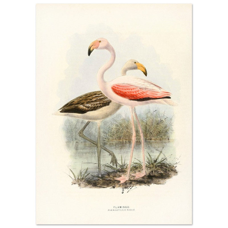 Flamingoes . Vintage bird print .   XIX beautiful illustration of european birds collection.