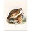 Red legged and barbary partdridges. Vintage bird print.   XIX beautiful illustration of european birds collection.