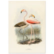 Flamingoes . Vintage bird print .   XIX beautiful illustration of european birds collection.