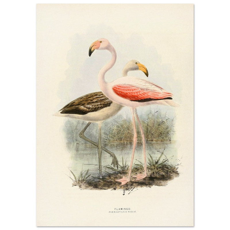 Flamingoes . Vintage bird print .   XIX beautiful illustration of european birds collection.