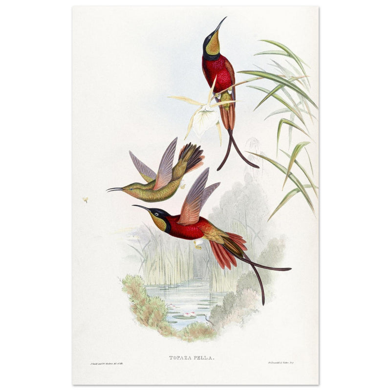 Hummingbirds  by John Gould XIX century . A Monograph of the Trochilidae. 4884