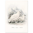Willow and Rock Ptarmigan birds. Vintage bird print.   XIX beautiful illustration of european birds collection.