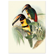 Art print of beautiful vintage toucans birds by John Gould XIX Century.