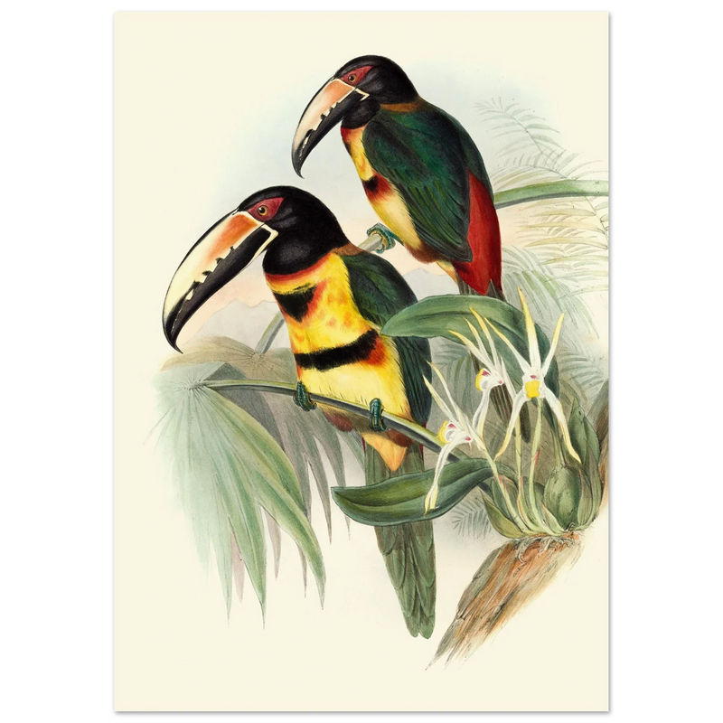 Art print of beautiful vintage toucans birds by John Gould XIX Century.