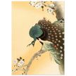 Peacock in cherry tree by Ohara Koson.