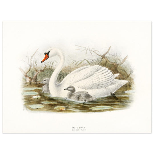Mute swan . Vintage bird print .   XIX beautiful illustration of european birds collection.