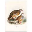 Red legged and barbary partdridges. Vintage bird print.   XIX beautiful illustration of european birds collection.