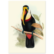 Toucan by John Gould XIX Century. Antique bird painting