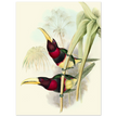 Art print of two vintage red toucans by John Gould XIX Century. Antique bird painting
