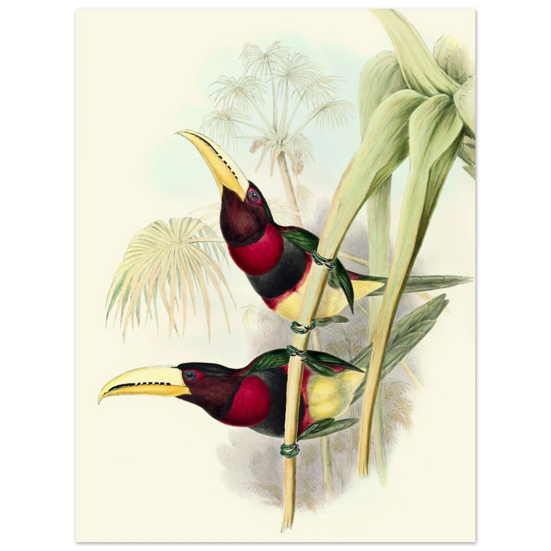 Art print of two vintage red toucans by John Gould XIX Century. Antique bird painting