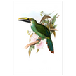 Art print / canvas of vintage green toucan by John Gould XIX Century. Antique bird painting