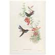 Hummingbirds  by John Gould XIX century . A Monograph of the Trochilidae.