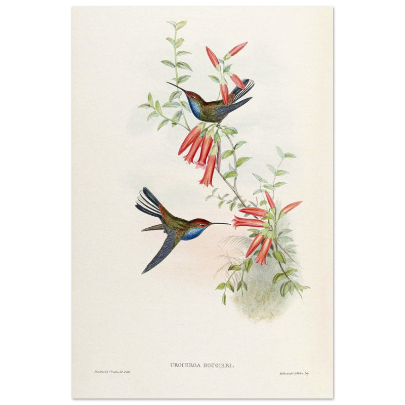 Hummingbirds  by John Gould XIX century . A Monograph of the Trochilidae.