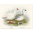 Snow goose. Vintage bird print .   XIX beautiful illustration of antique birds collection.