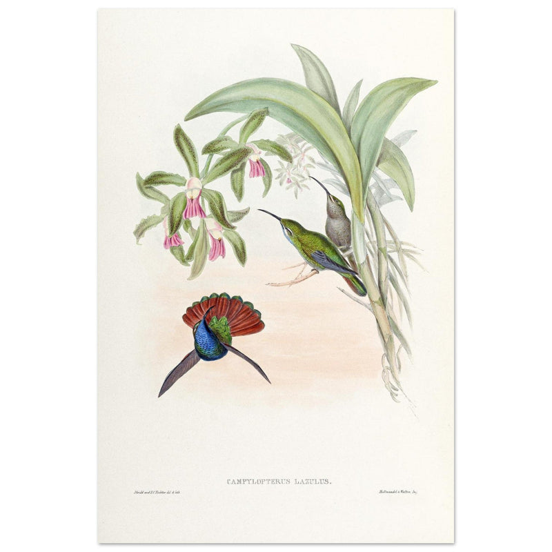 Hummingbirds  by John Gould XIX century . A Monograph of the Trochilidae. 4906