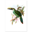 Art print / canvas of vintage green toucan by John Gould XIX Century. Antique bird painting