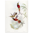 Hummingbirds  by John Gould XIX century . A Monograph of the Trochilidae. 4884