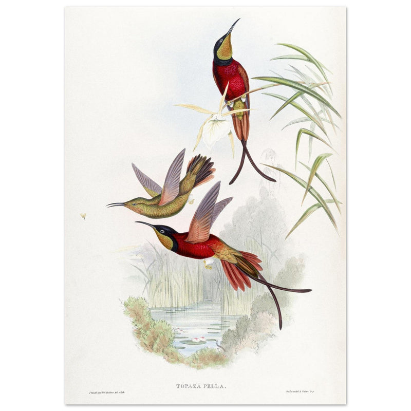 Hummingbirds  by John Gould XIX century . A Monograph of the Trochilidae. 4884