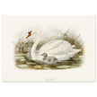 Mute swan . Vintage bird print .   XIX beautiful illustration of european birds collection.