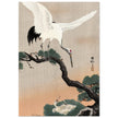 Japanese crane on pine branch by Ohara Koson