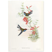 Hummingbirds  by John Gould XIX century . A Monograph of the Trochilidae.