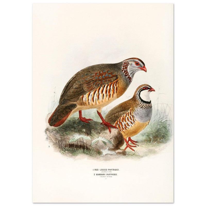 Red legged and barbary partdridges. Vintage bird print.   XIX beautiful illustration of european birds collection.