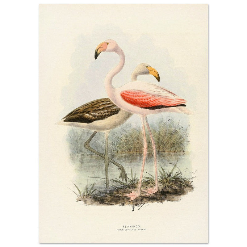Flamingoes . Vintage bird print .   XIX beautiful illustration of european birds collection.