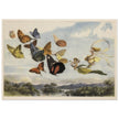 Richard Doyle illustration for Fairyland. The Fairy Queen in her carriage driven by butterflies.