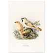 Algerian desert sparrow. Vintage bird print.   XIX beautiful illustration of european birds collection.