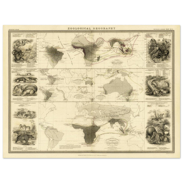 Mammiferous animal distribution old map  poster 1848 by Alexander Keith Johnston